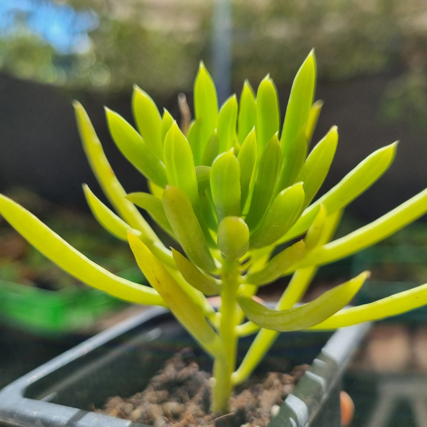 Senecio archeri 'Himalaya'