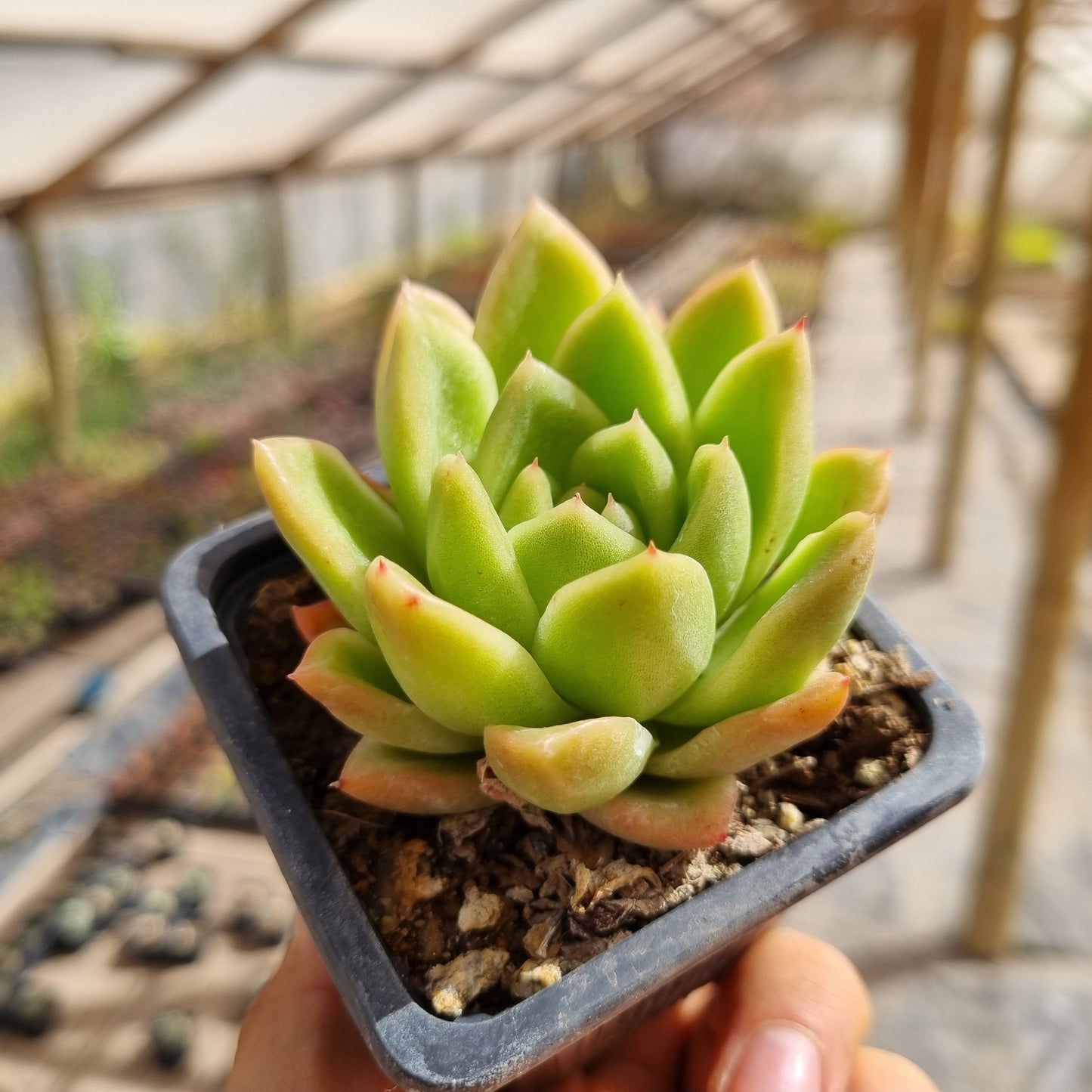 Echeveria agavoides