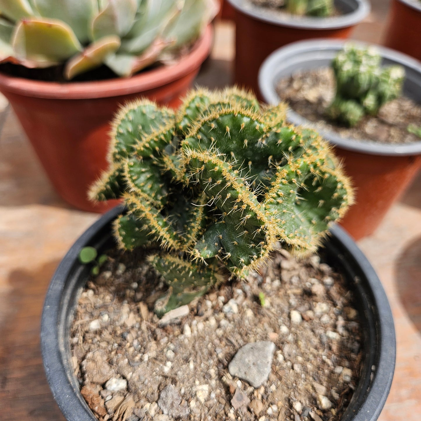 Opuntia cylindrica f. cristata