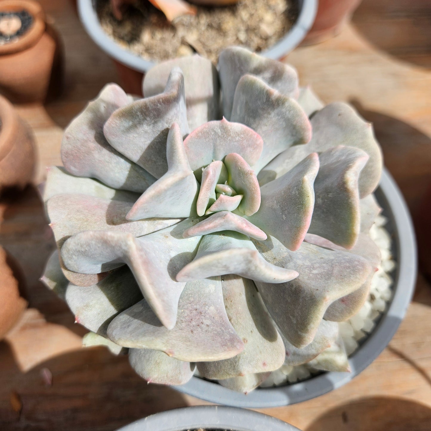 Echeveria 'Cubic Frost'