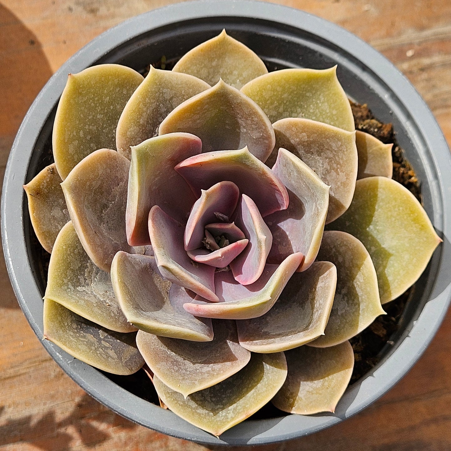 Echeveria 'Perle von Nürnberg'