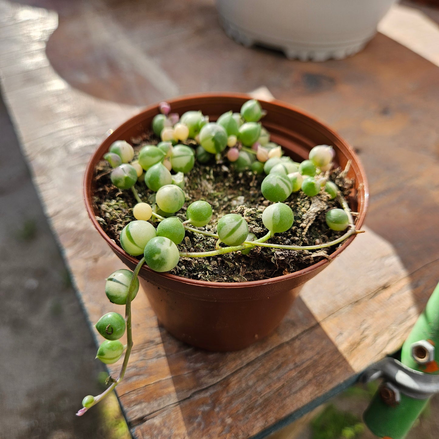 Senecio roewleyanus variegata (Rosario variegado)