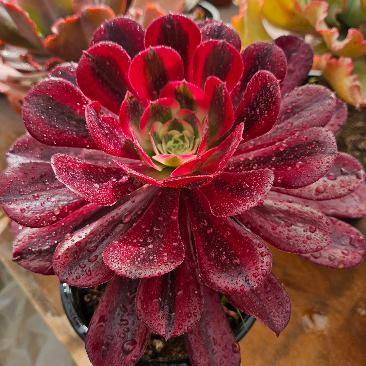 Aeonium medusa