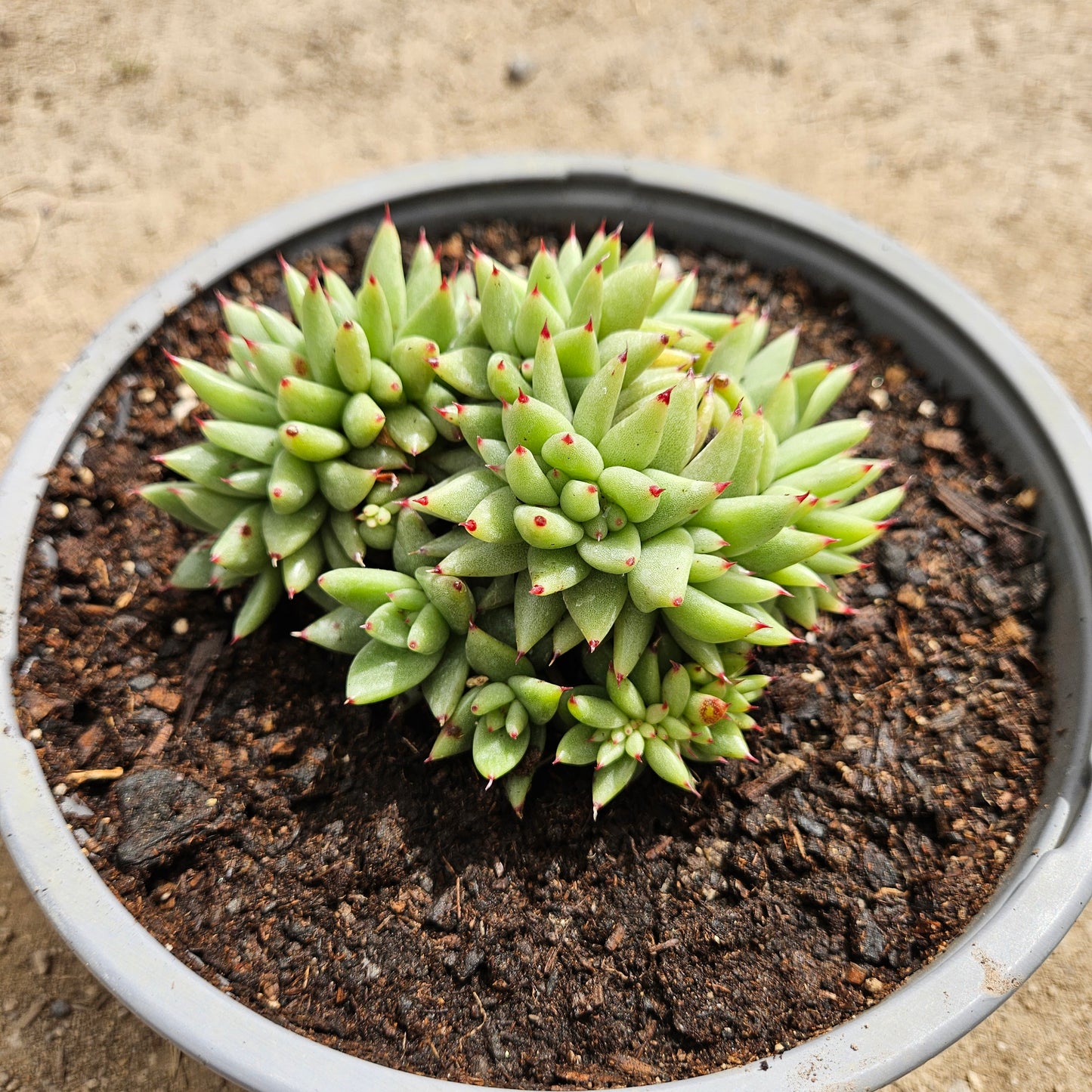 Echeveria agavoides La Virgin Cristata