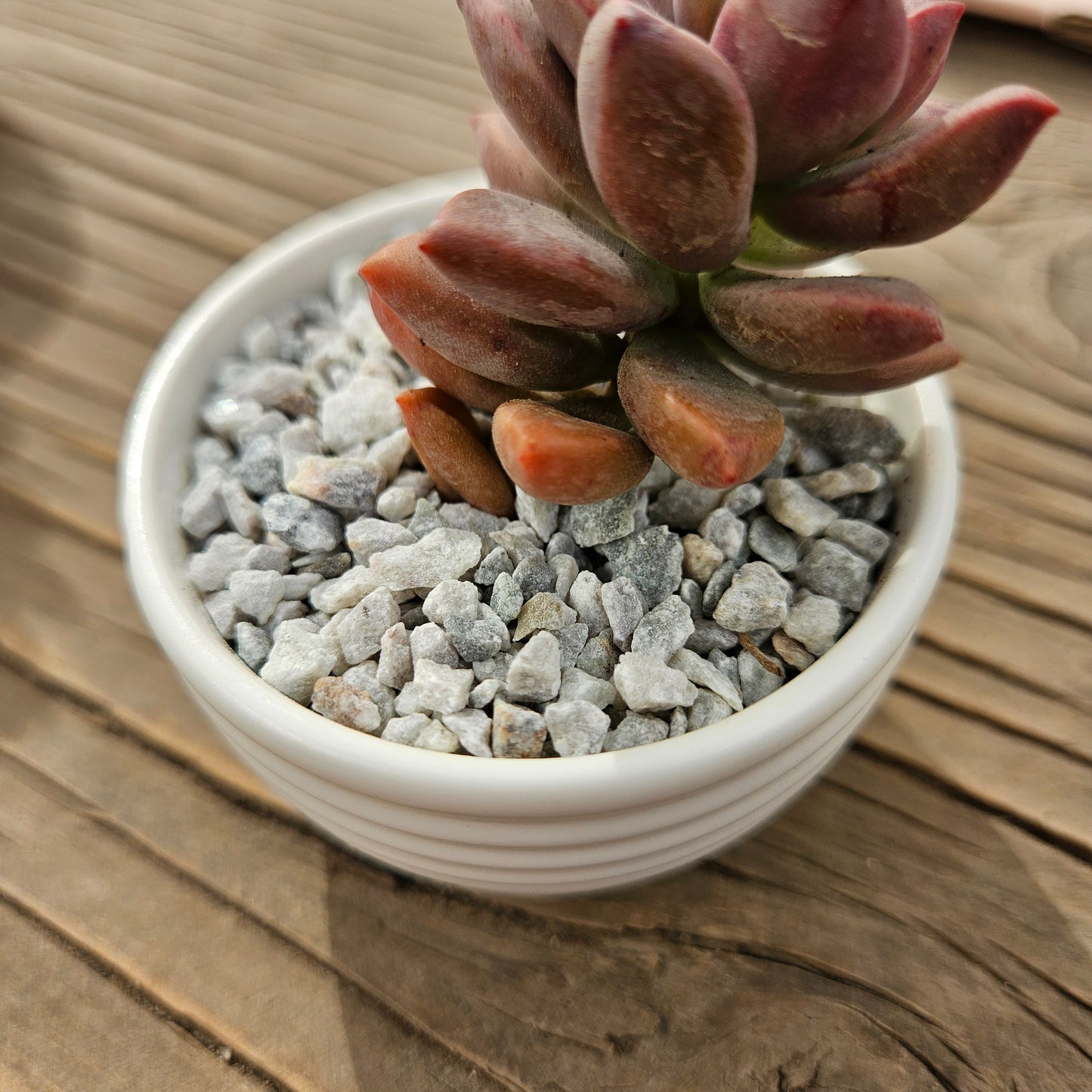 Gravilla gris claro maíz