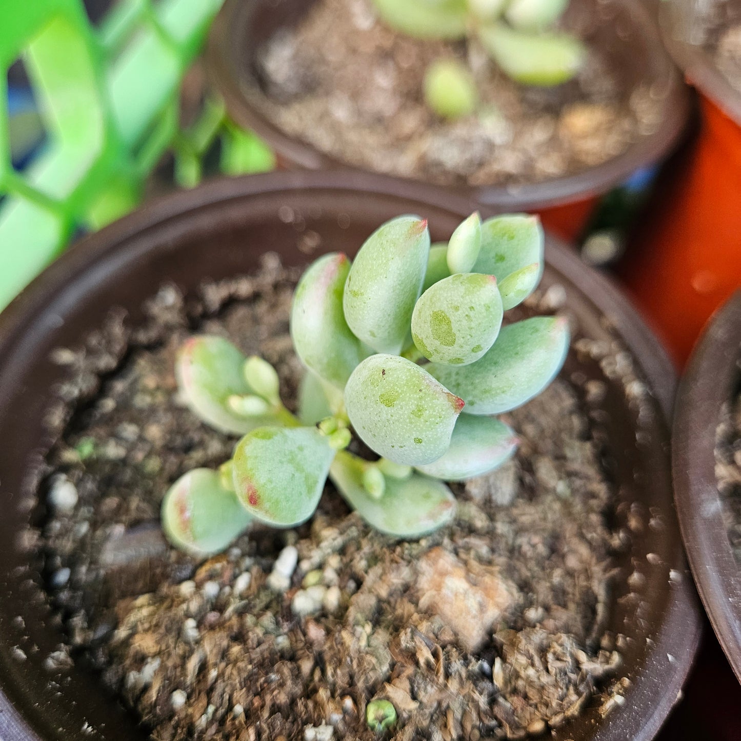 Cotyledon pendens variegata