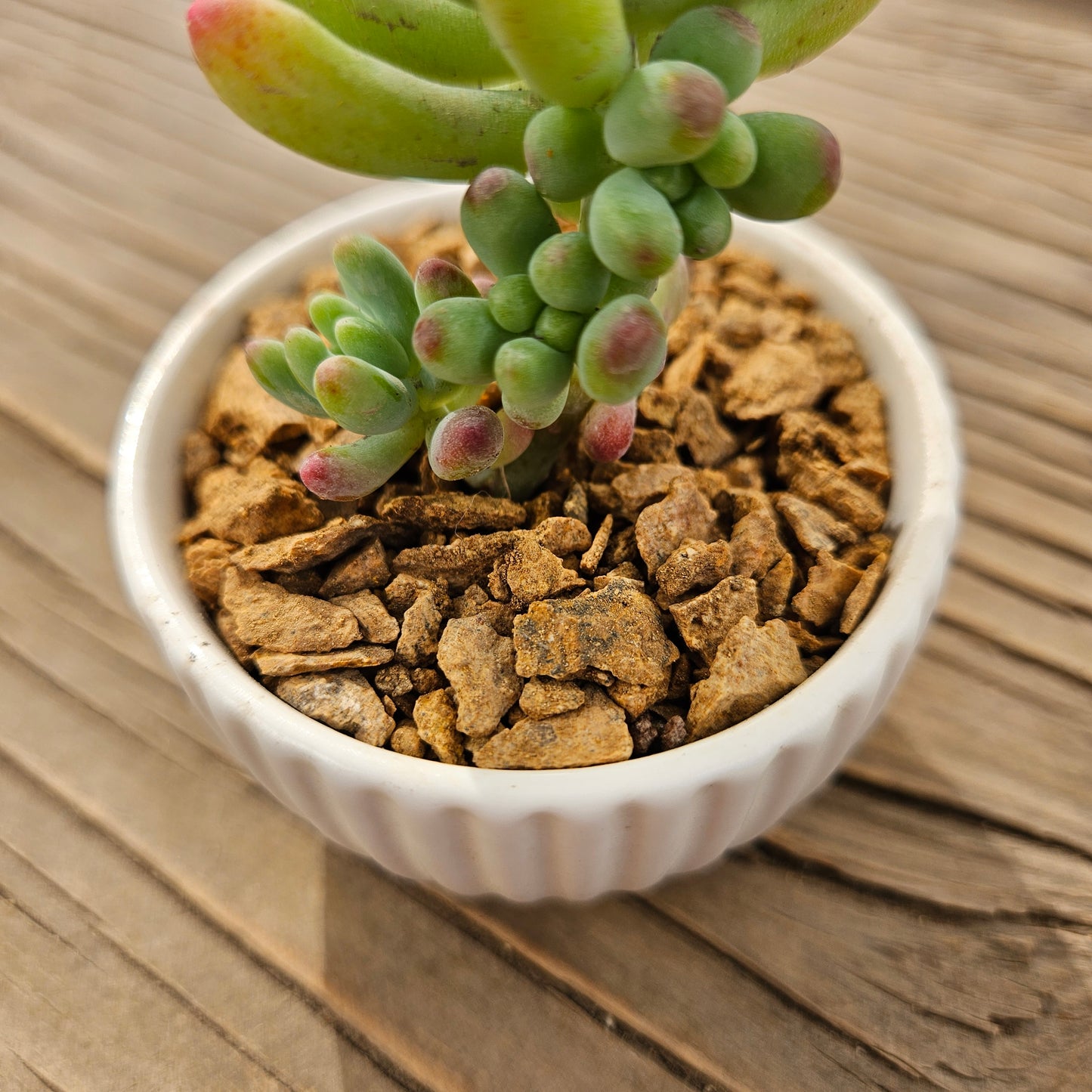 Gravilla amarilla maíz