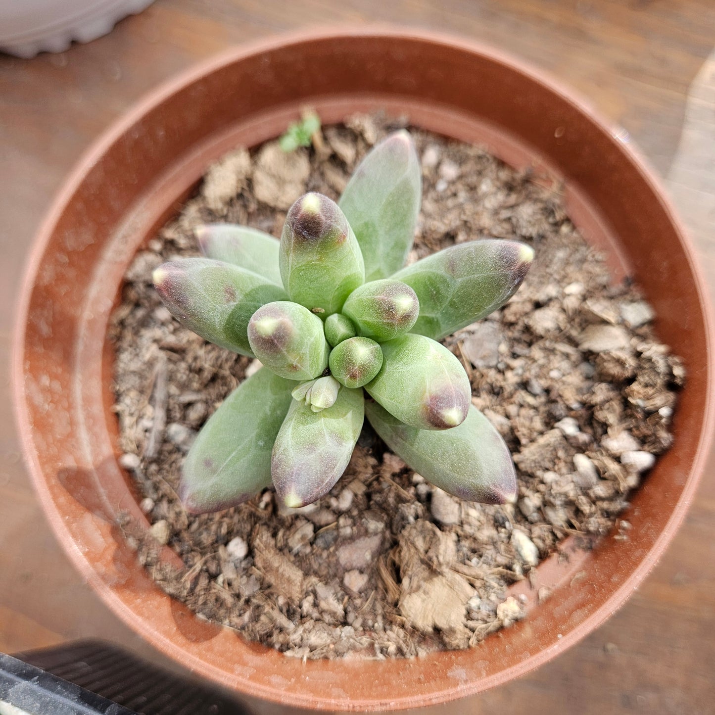 Pachyphytum Compactum Macetero N°10
