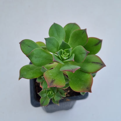 Pack 50 suculentas variadas