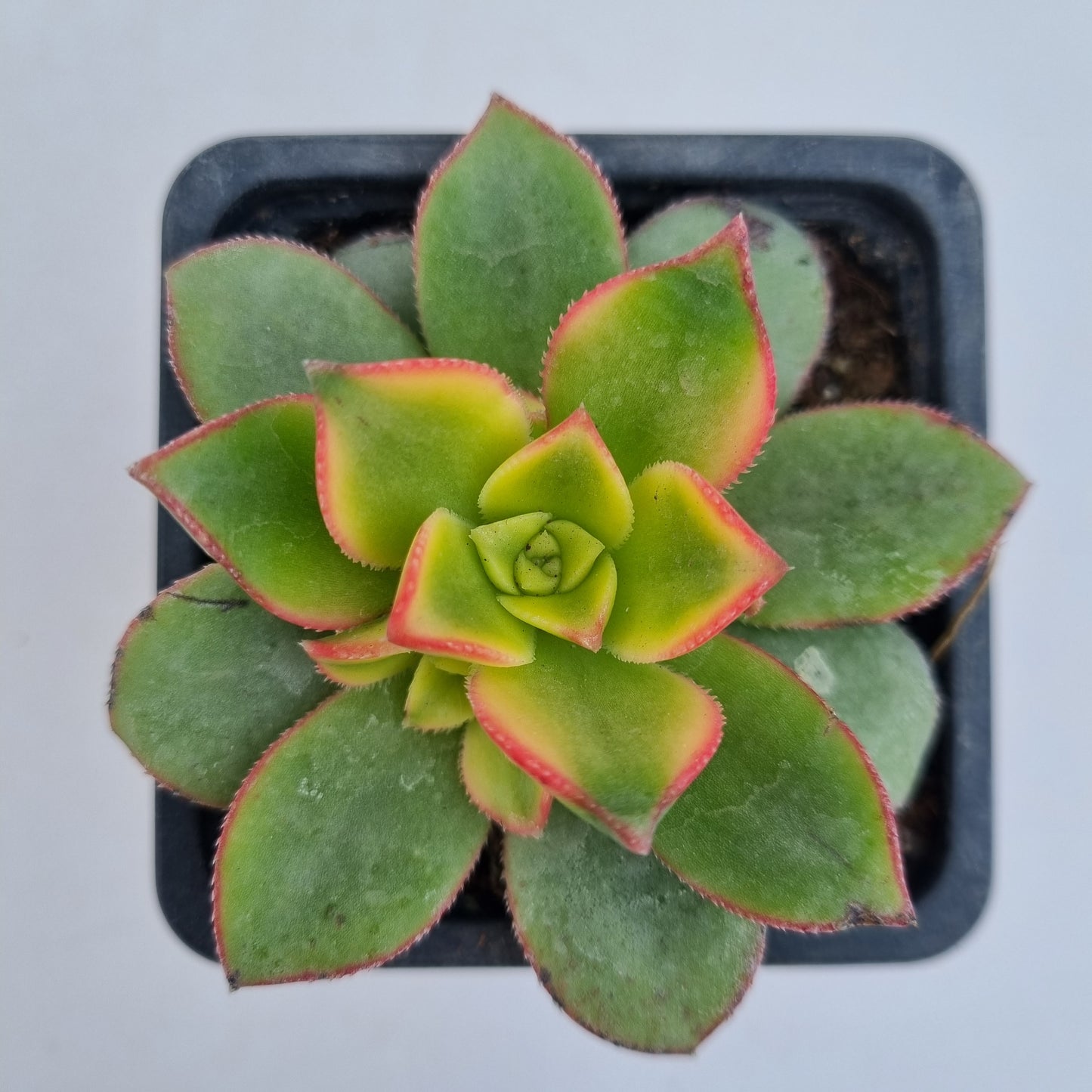 Pack 50 suculentas variadas