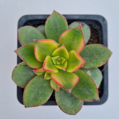 Pack 50 suculentas variadas