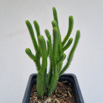 Pack 50 suculentas variadas