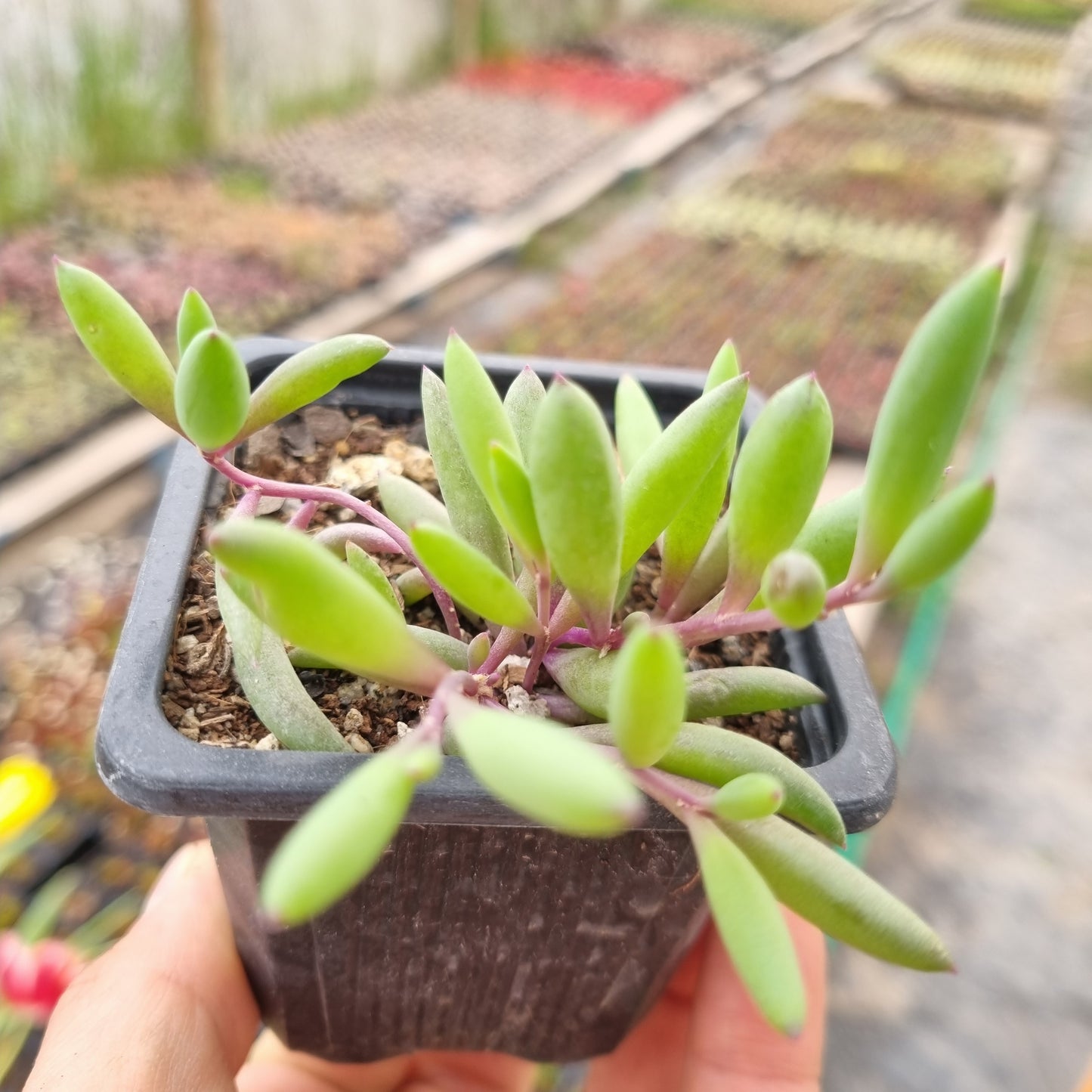 Pack 50 suculentas variadas