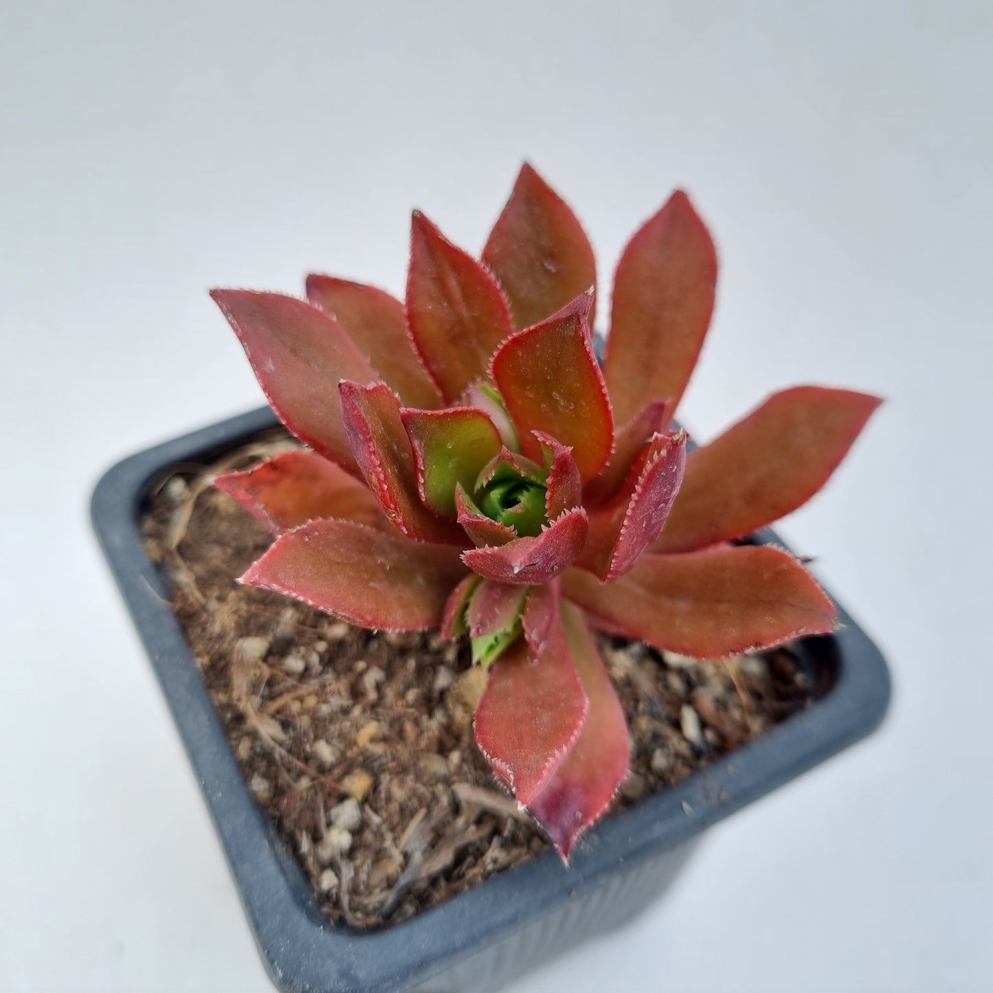 Pack 50 suculentas variadas