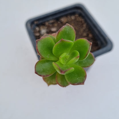 Pack 50 suculentas variadas