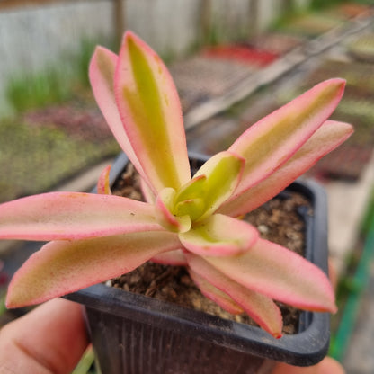 Pack 50 suculentas variadas