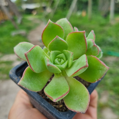 Pack 50 suculentas variadas