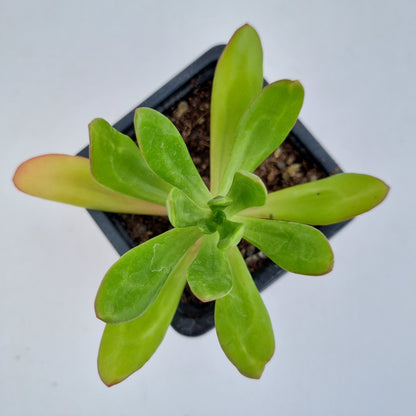 Pack 50 suculentas variadas