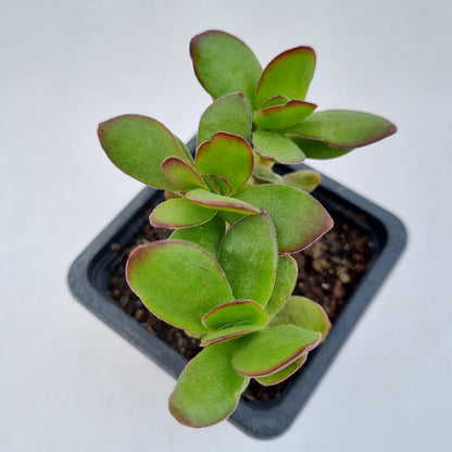 Pack 50 suculentas variadas