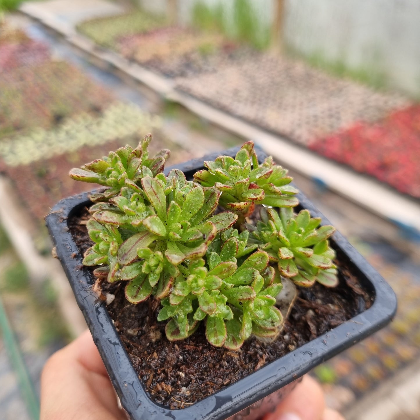 Pack 50 suculentas variadas