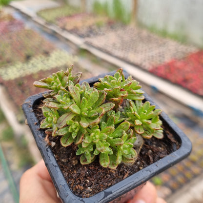 Pack 50 suculentas variadas