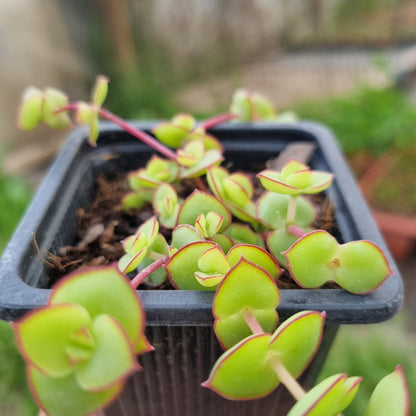 Pack 50 suculentas variadas