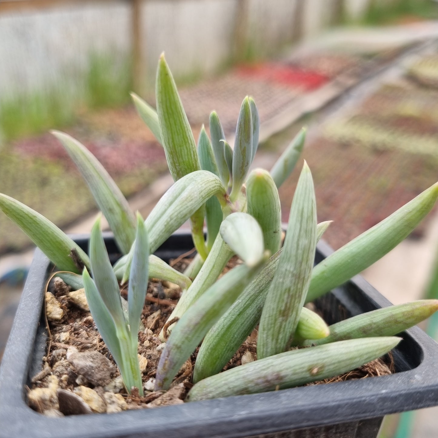 Pack 50 suculentas variadas