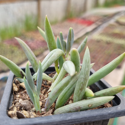 Pack 50 suculentas variadas