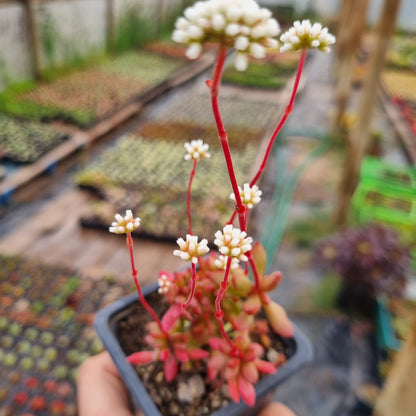 Pack 50 suculentas variadas