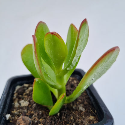 Pack 50 suculentas variadas