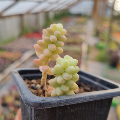 Pack 50 suculentas variadas