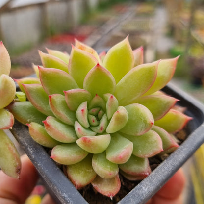 Pack 50 suculentas variadas