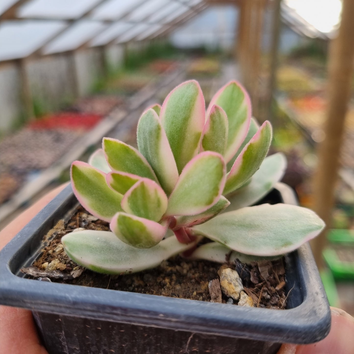 Pack 50 suculentas variadas