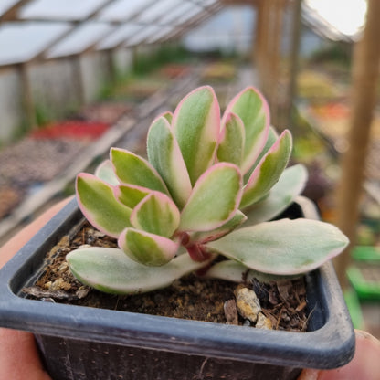 Pack 50 suculentas variadas