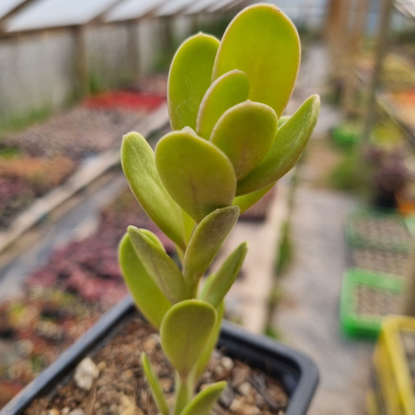 Pack 50 suculentas variadas