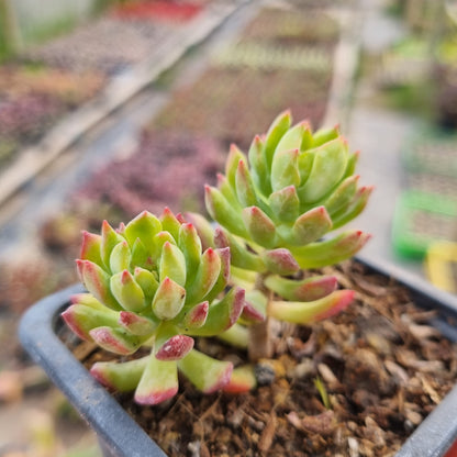 Pack 50 suculentas variadas