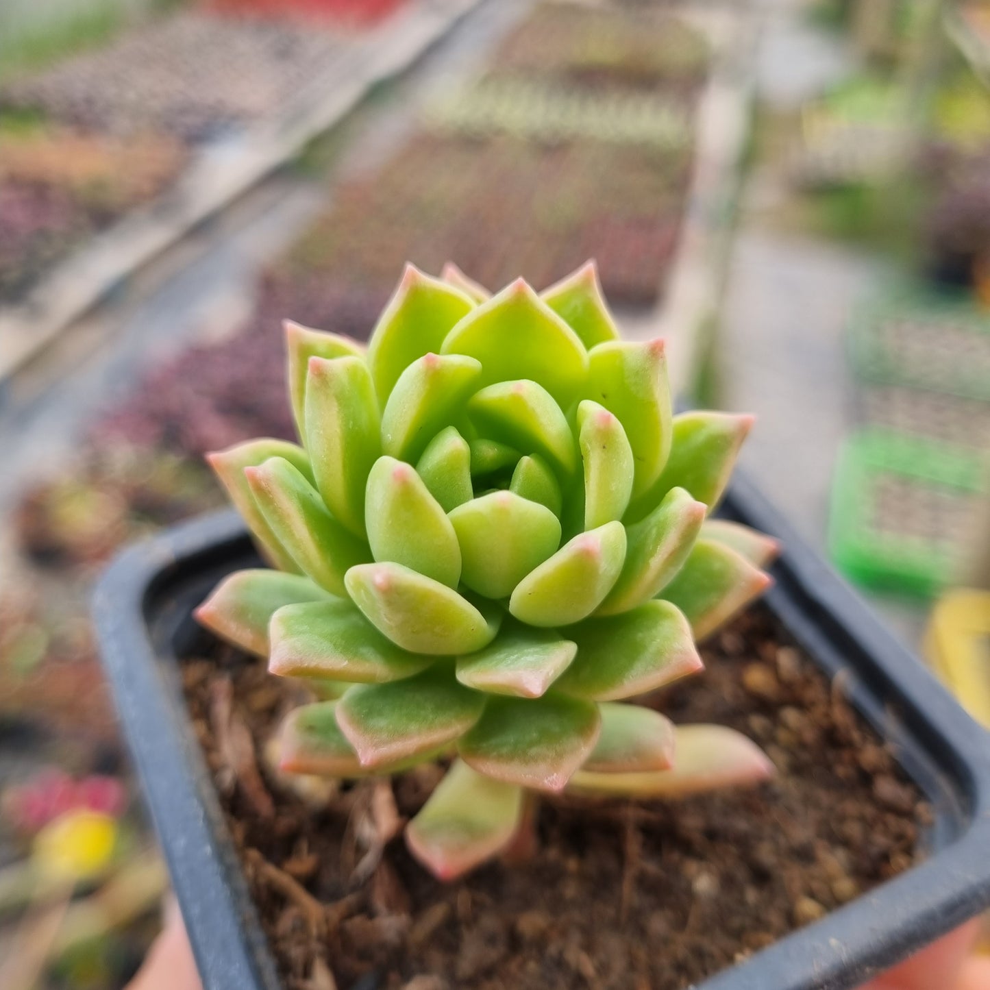 Pack 50 suculentas variadas