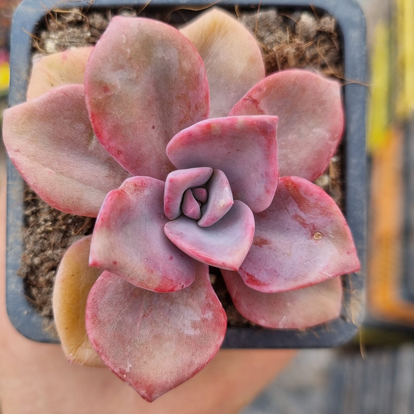 Pack 50 suculentas variadas