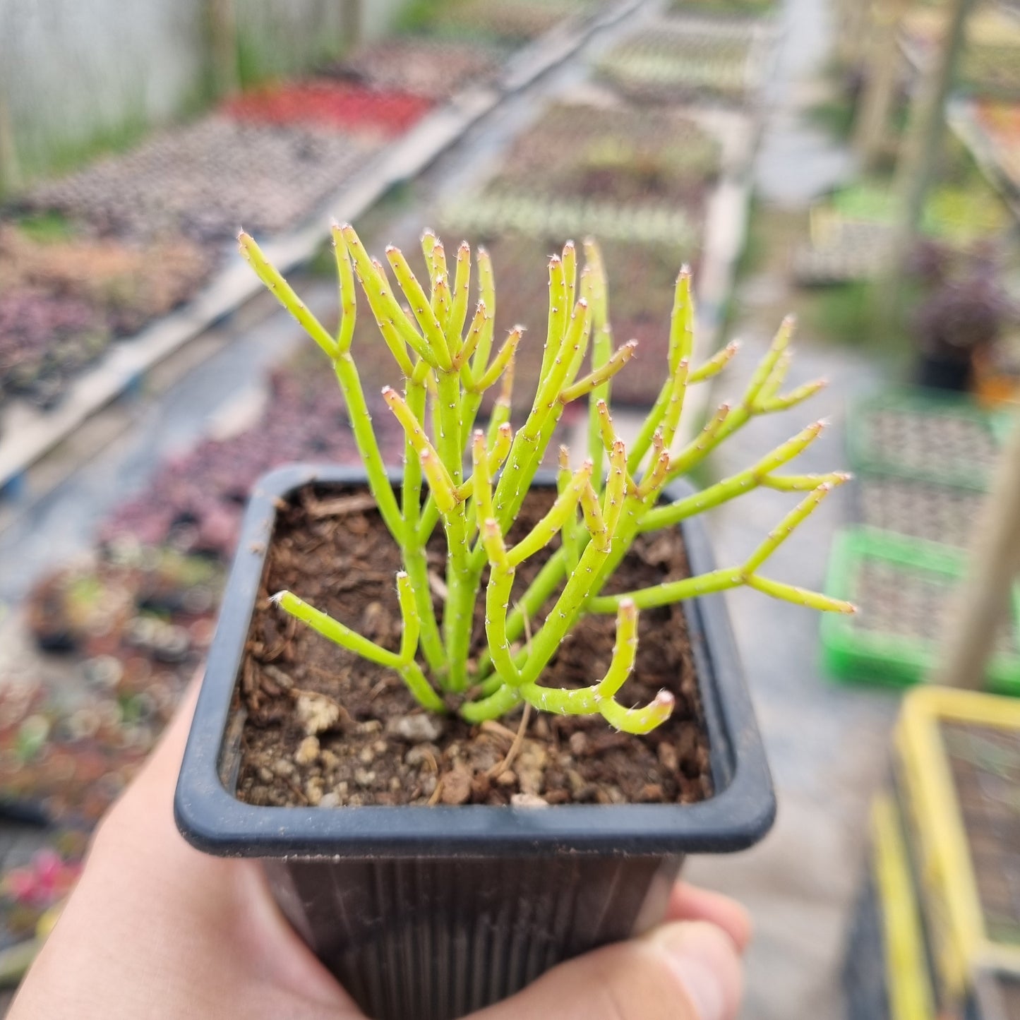 Pack 50 suculentas variadas