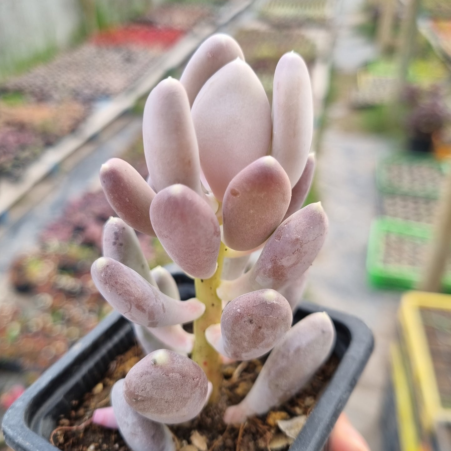 Pack 50 suculentas variadas