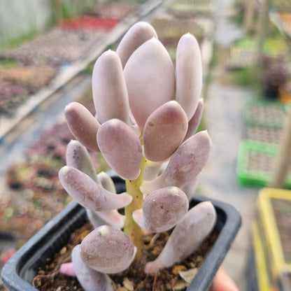 Pack 50 suculentas variadas