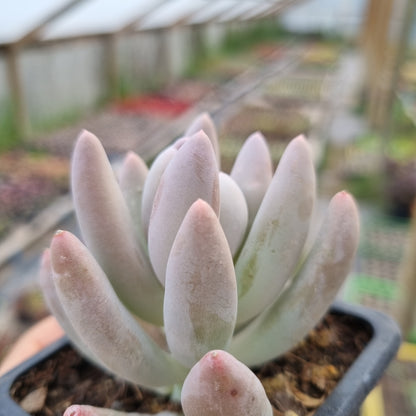 Pack 50 suculentas variadas