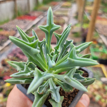 Pack 50 suculentas variadas