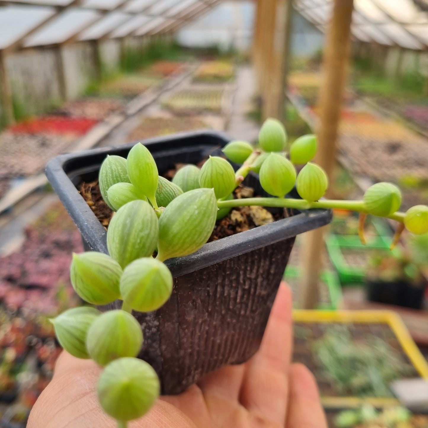 Pack 50 suculentas variadas