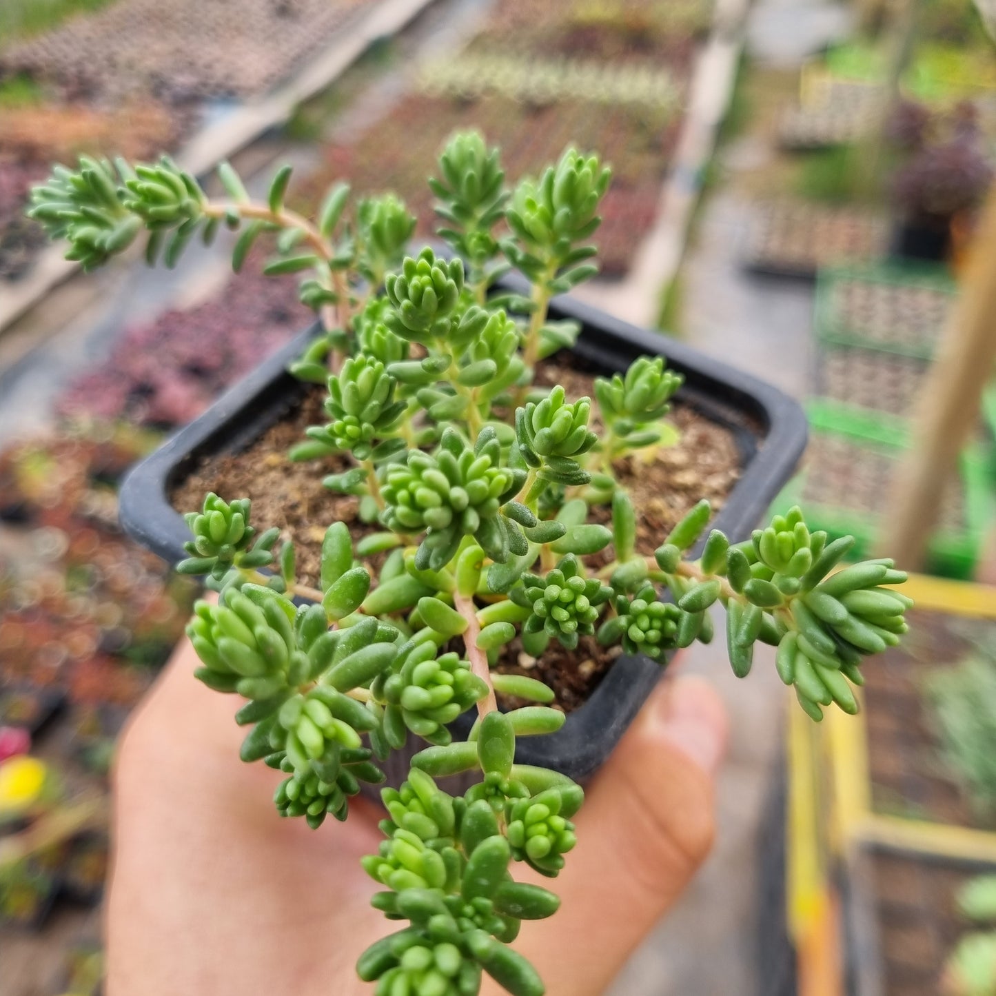 Pack 50 suculentas variadas