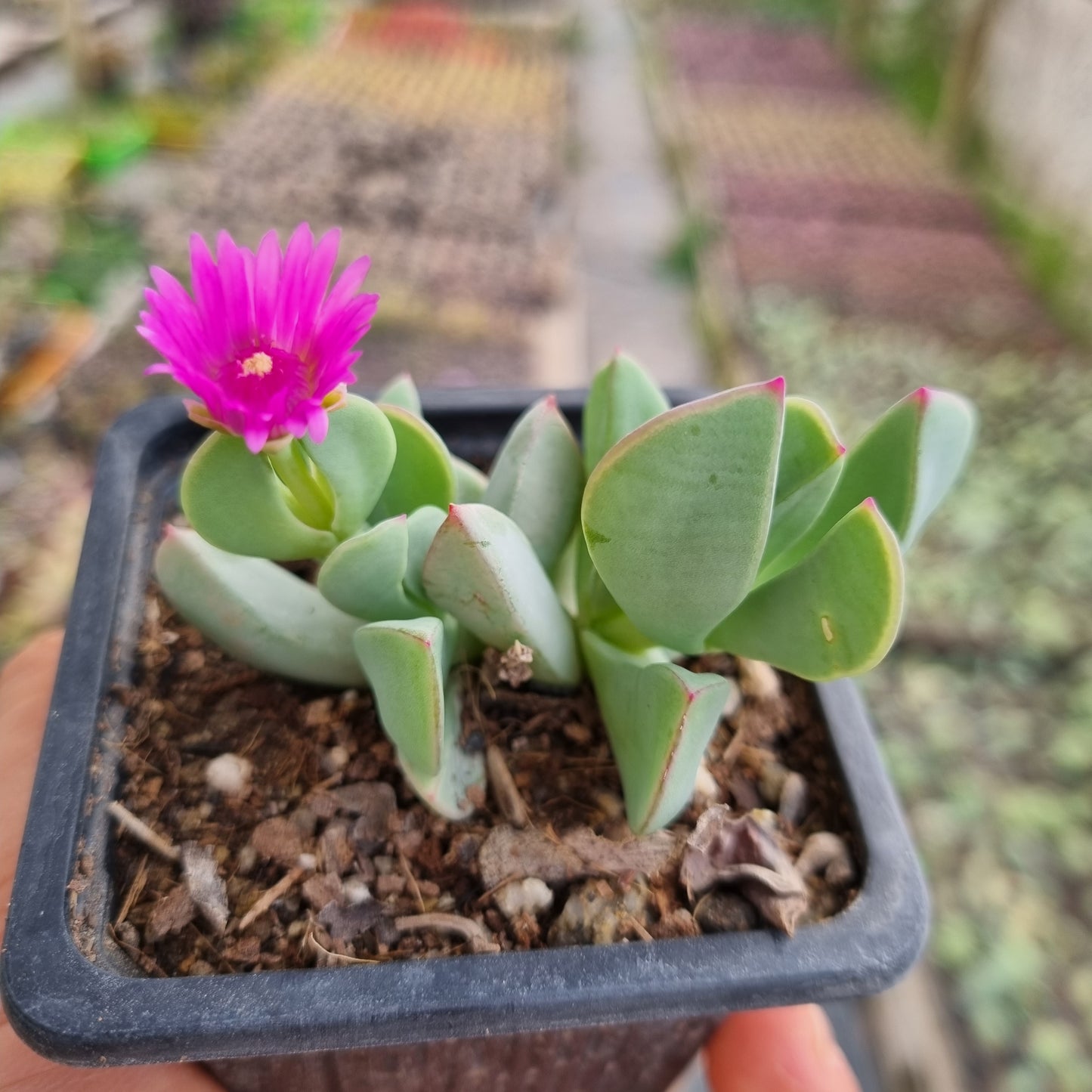 Pack 50 suculentas variadas