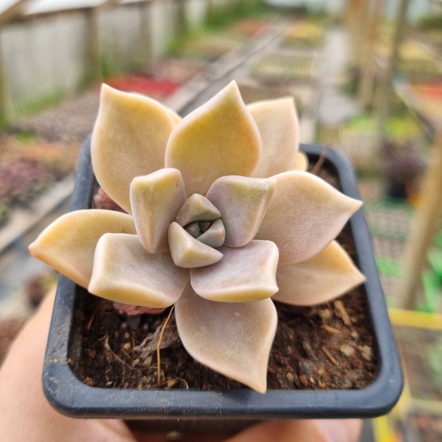 Pack 50 suculentas variadas