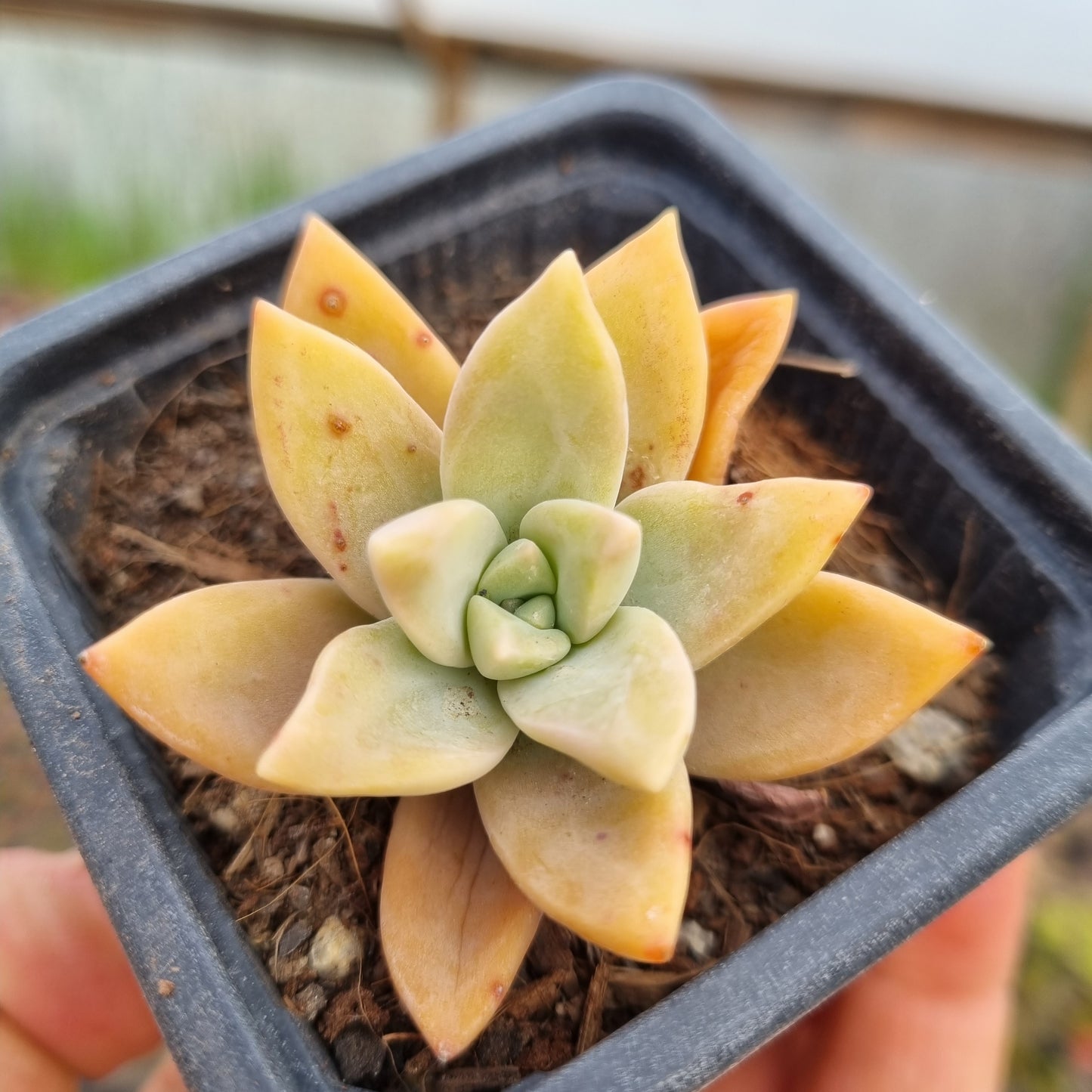 Pack 50 suculentas variadas