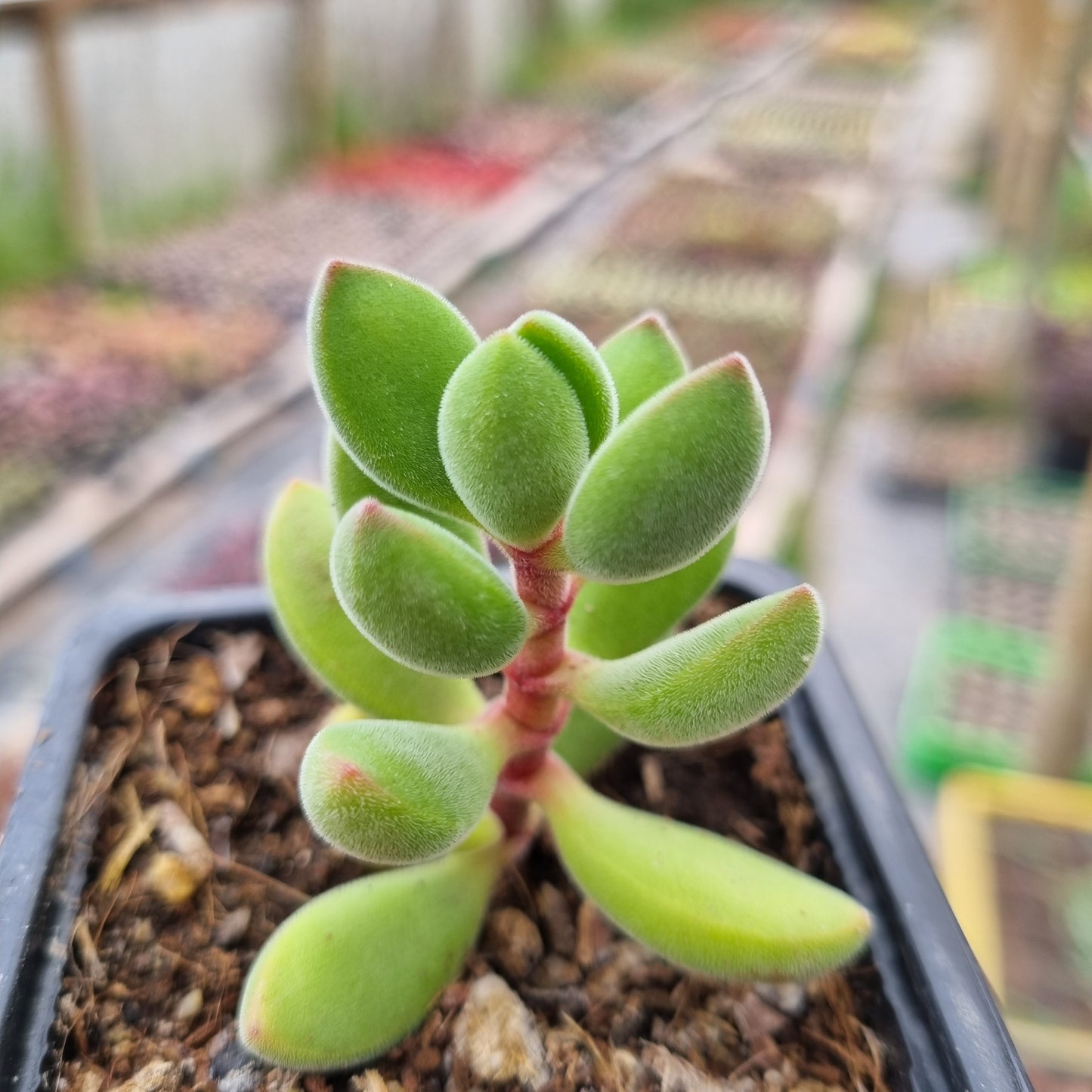 Pack 50 suculentas variadas