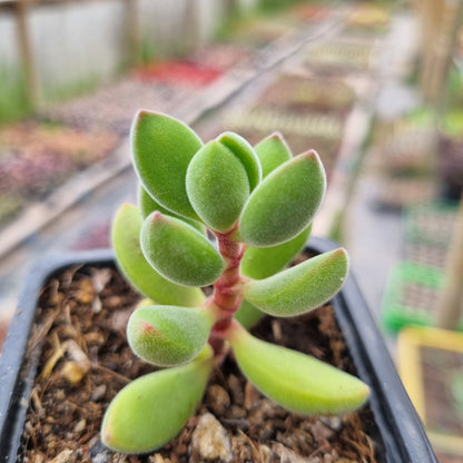 Pack 50 suculentas variadas